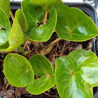 Asarum europaeum 